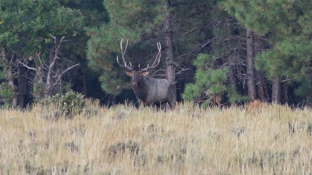 Using open reed cow call to call in bull elk Rocky Mountain Elk Foundation