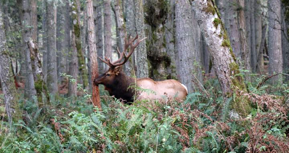 Elk Hoof Disease Confirmed in Yakima Herd Rocky Mountain Elk Foundation