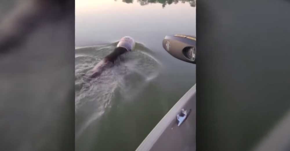 Wisconsin Family Pulls Plastic Jug Stuck from Swimming Bear’s Head