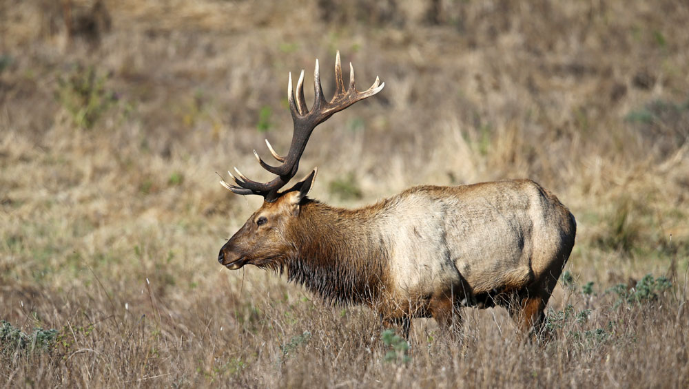California Seeks Authority to Refund Elk, Pronghorn Tags for WildfireImpacted Areas Rocky
