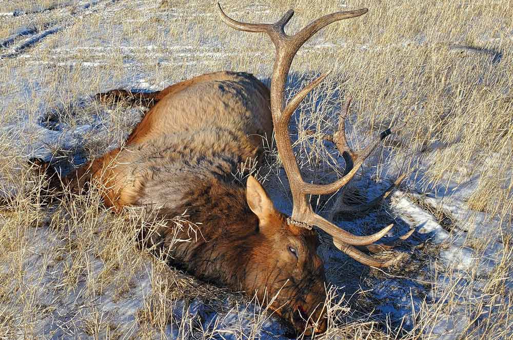 Help Solve North Dakota Elk Poaching Case Rocky Mountain Elk Foundation