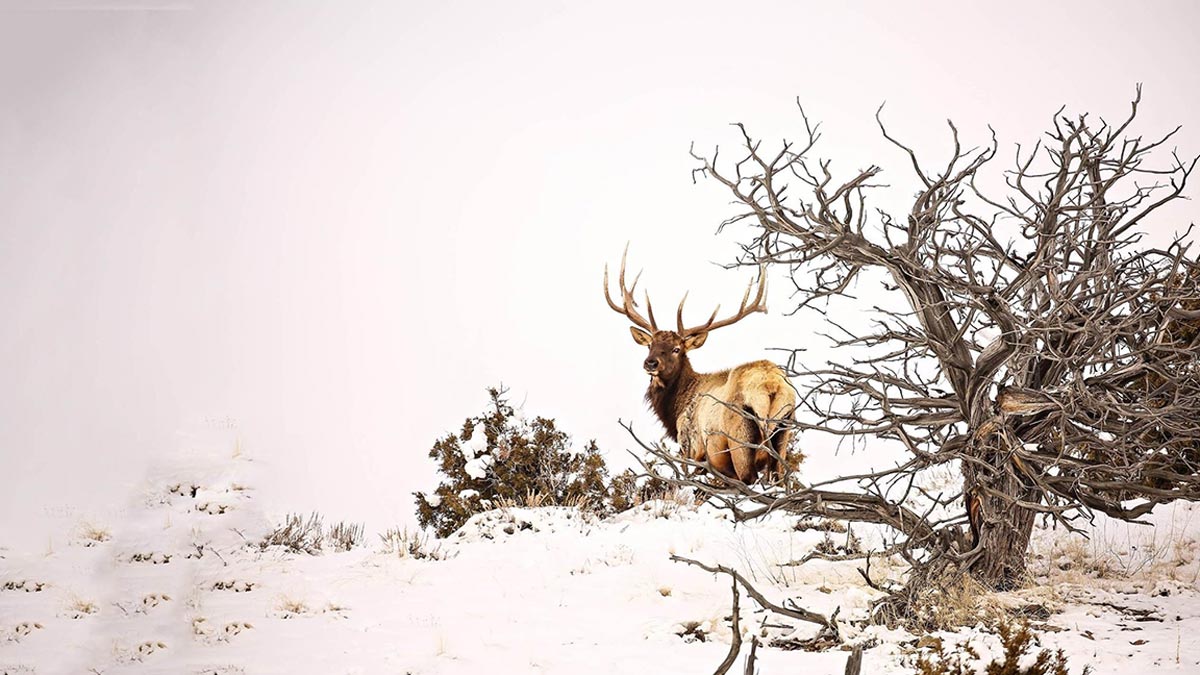 Second Chance Elk Draw Opportunities Available in Nevada, South Dakota