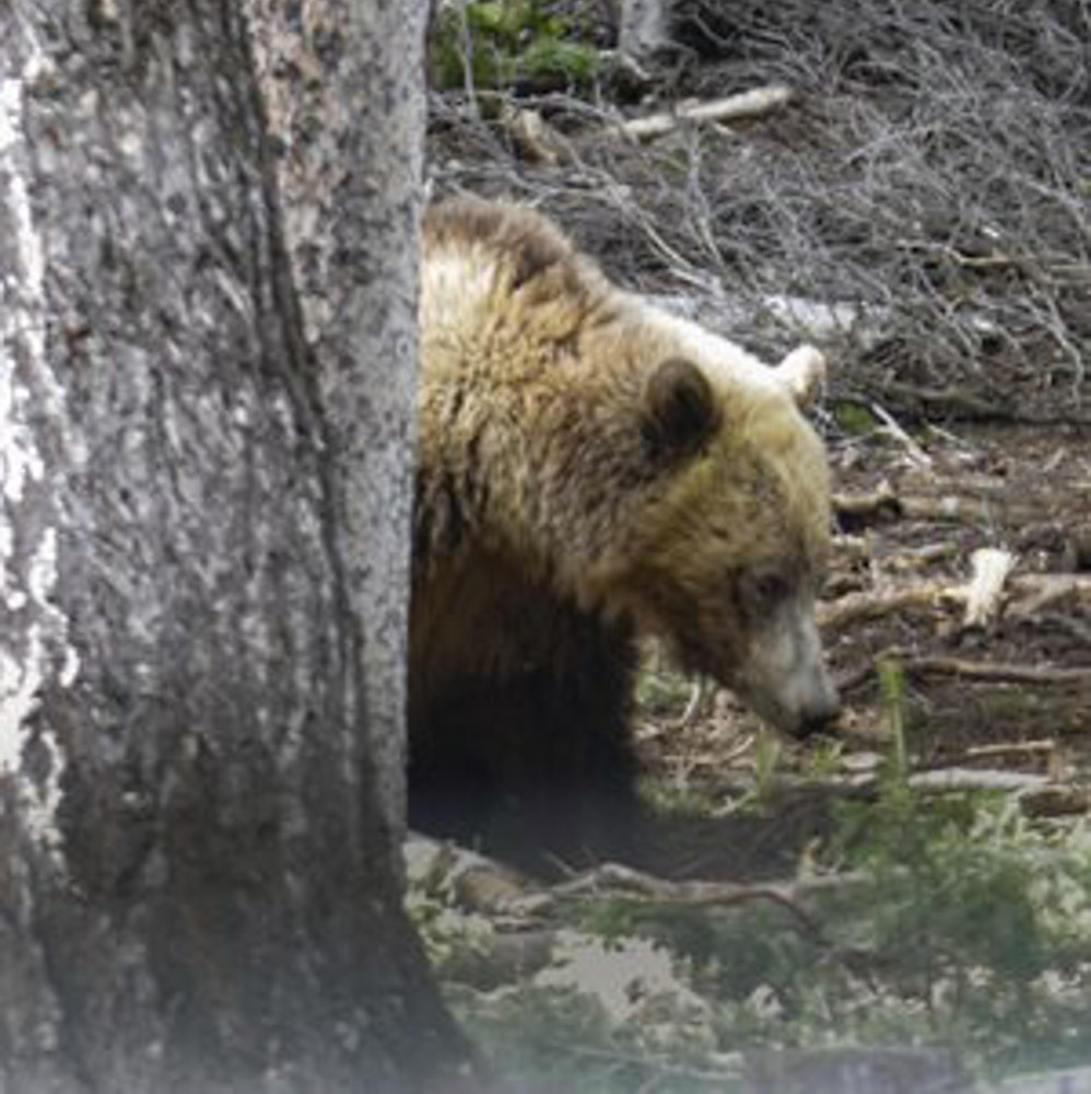 Grizzlies Expand Range in Idaho and Wyoming Rocky Mountain Elk Foundation