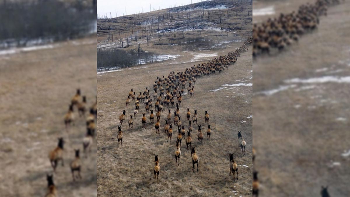 South Dakota Finalizes Elk Management Plan, Accepts Applications for