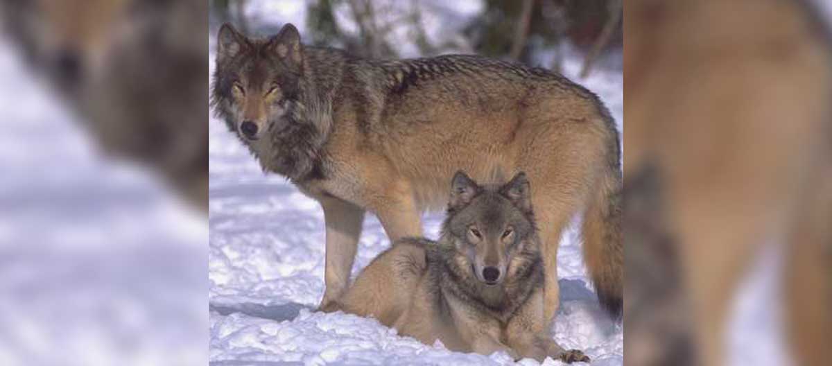 South Dakota No Plans to Establish Wolves Rocky Mountain Elk Foundation