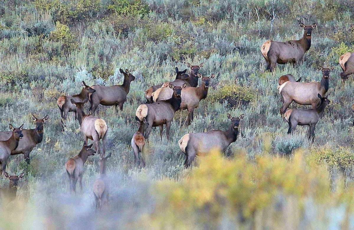 Utah’s Antlerless Permit Application Period Opens May 31 Rocky