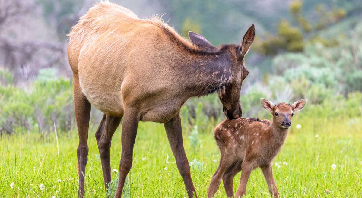 Beware Cow Elk Very Protective of Calves Rocky Mountain Elk Foundation