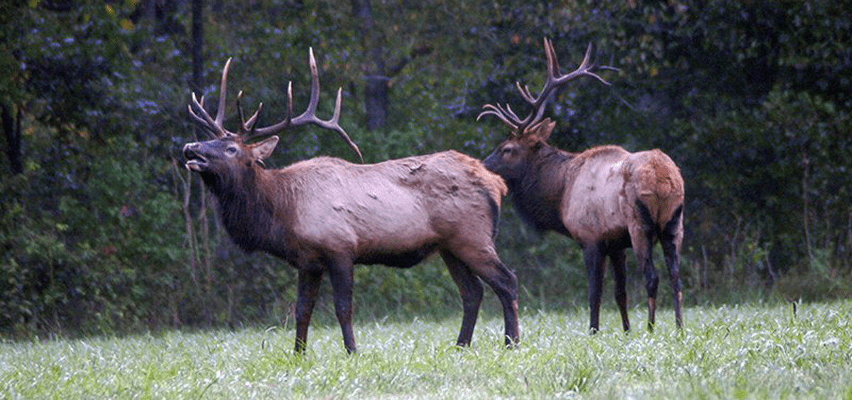 Apply to Hunt Elk in Arkansas Rocky Mountain Elk Foundation