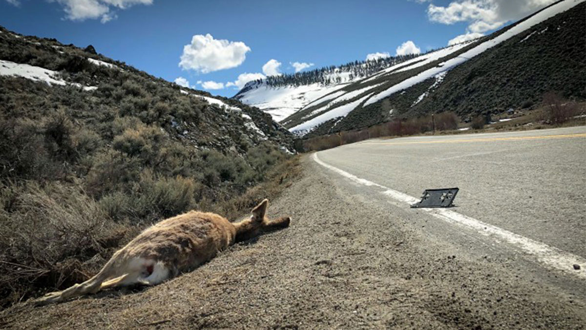 Colorado Ramps Up Wildlife Underpass, Overpass Program Rocky Mountain