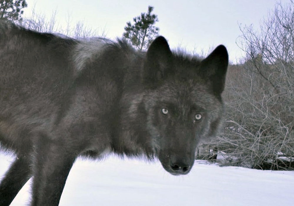 Idaho Removes 17 Wolves from Lolo Elk Zone Rocky Mountain Elk Foundation