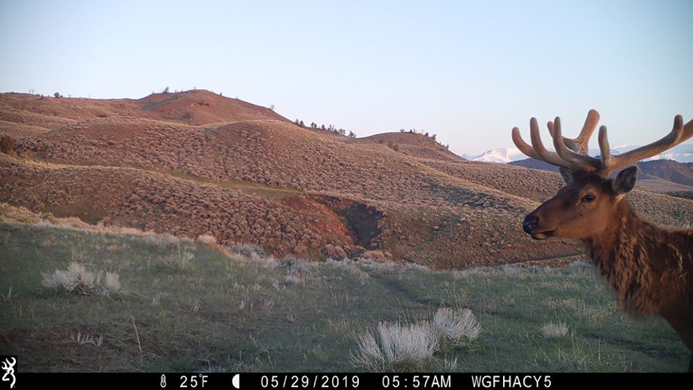 More Wyoming Residents Apply for Hunting Licenses in 2020 Rocky Mountain Elk Foundation