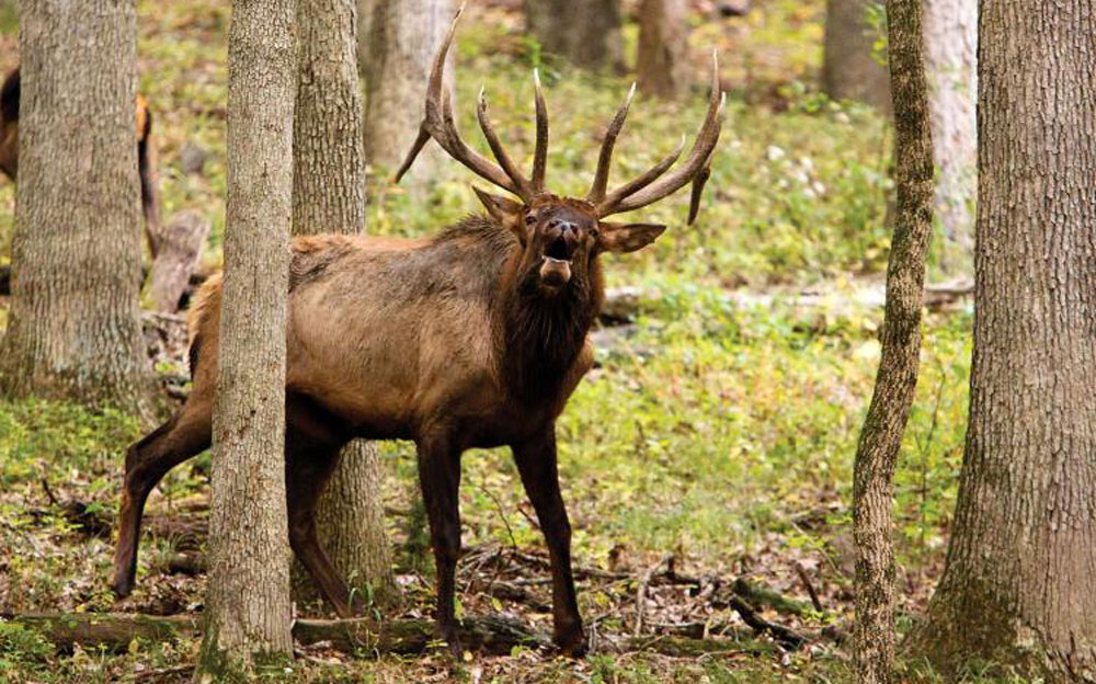 Archery Hunters Amped Up for Missouri’s FirstEver Managed Elk Hunt