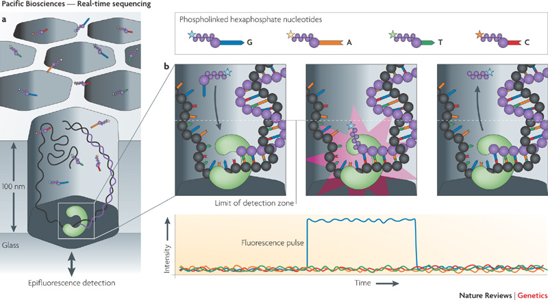 PacBio Sequencing for Human Applications to be Featured at ASHG Annual