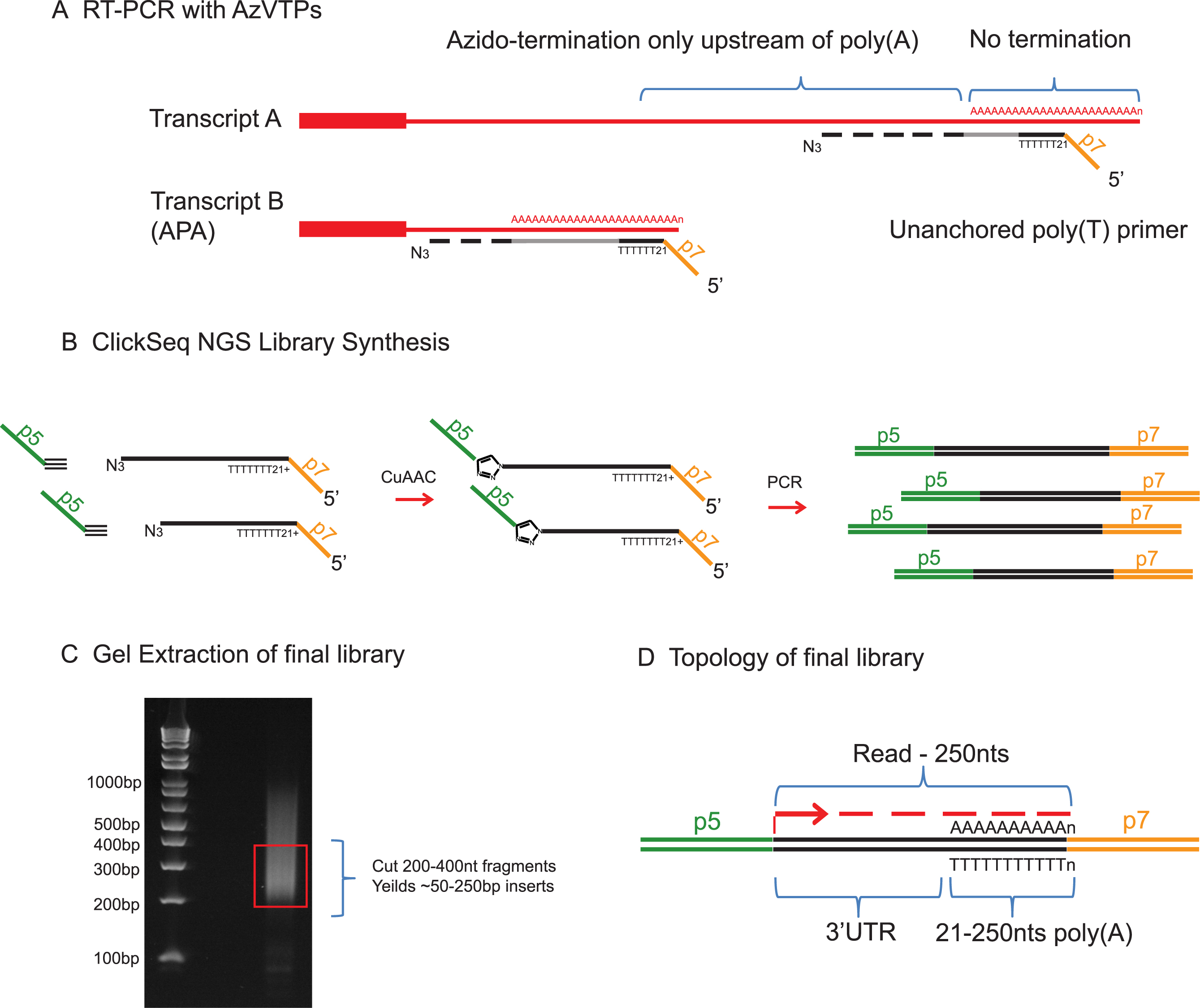 Poly(A)ClickSeq clickchemistry for nextgeneration 3΄end