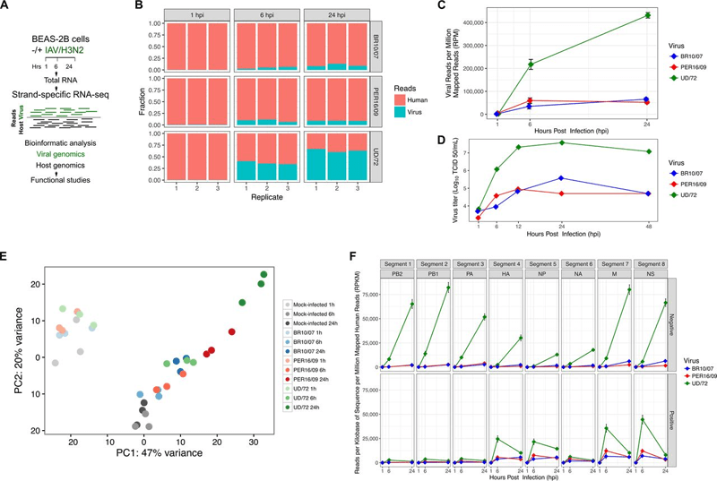 RNASeq reveals the complexity of hostvirus interplay at the RNA level