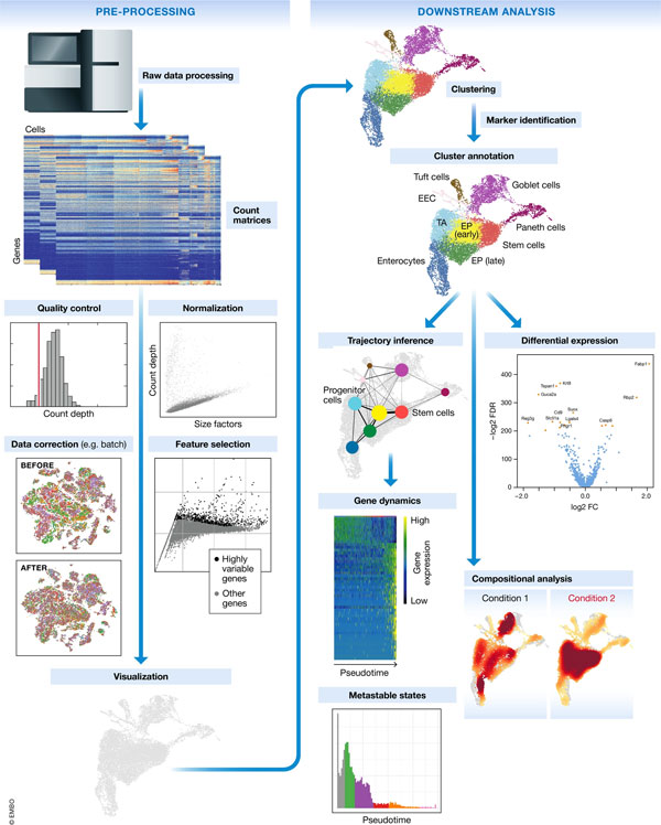 Tutorial current best practices in single‐cell RNA‐seq analysis RNA