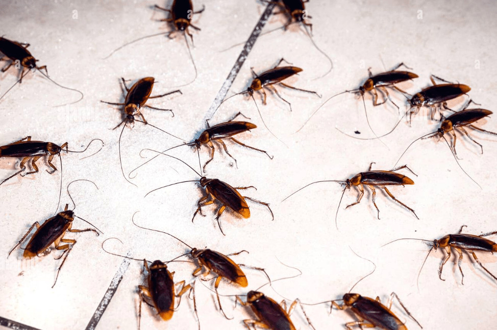 Problems that Cockroaches/Roaches can Bring to Your Home Roach Bait