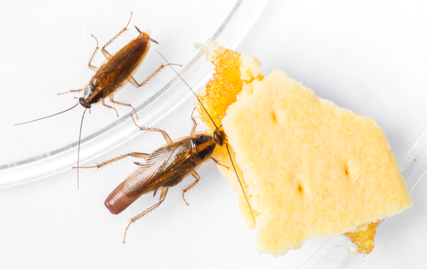 What You Need to Know about Cockroach Infestation Cockroach Control