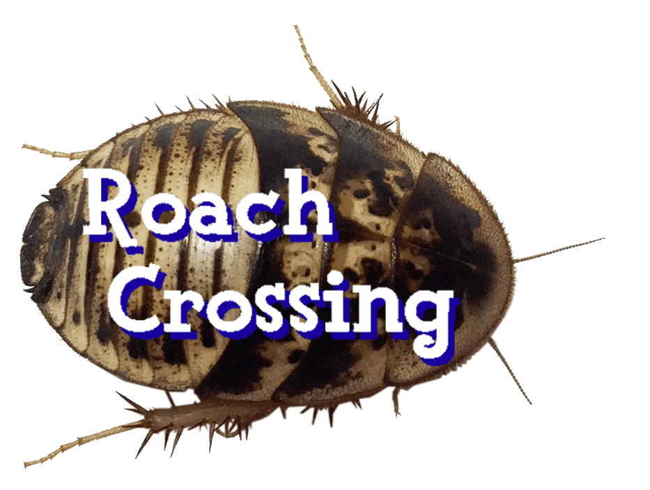 Roaches for Sale Roach Crossing