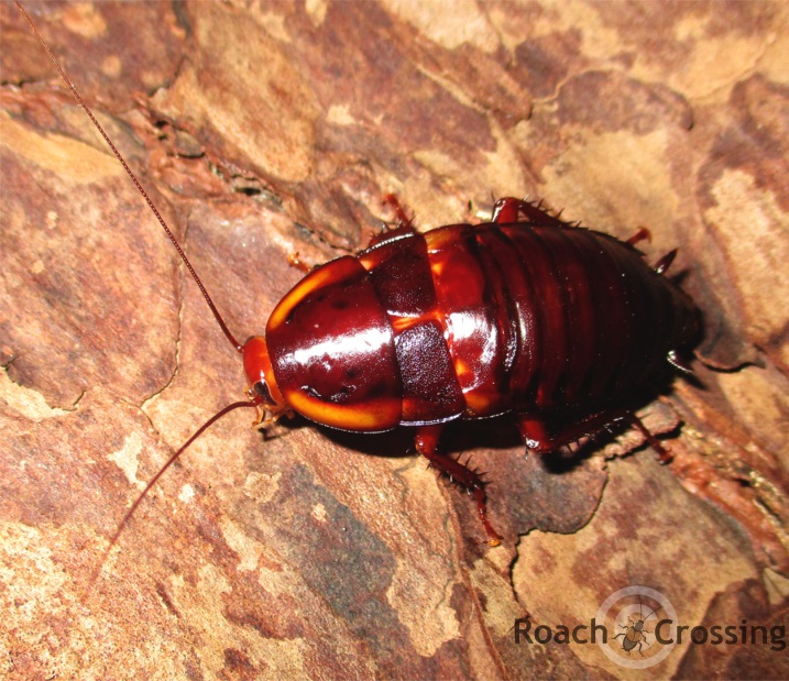 Florida Skunk Roach Roach Crossing