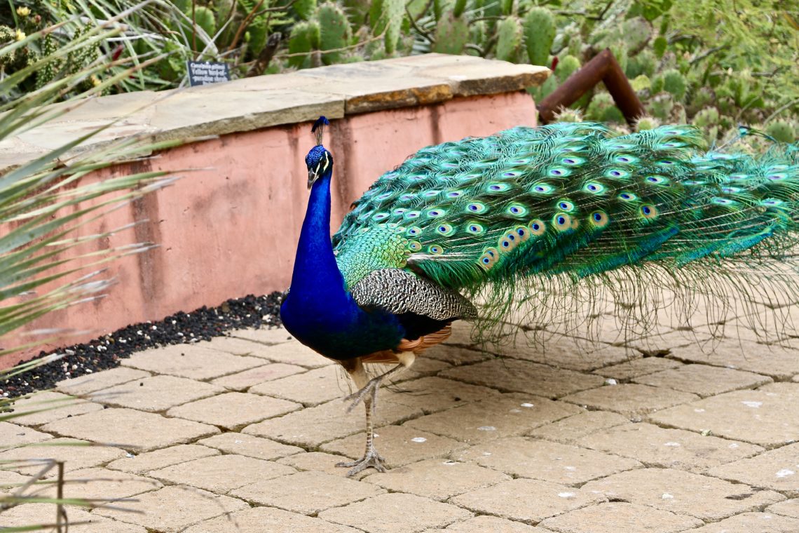 Chasing Peacocks in Los Angeles Roads and Destinations
