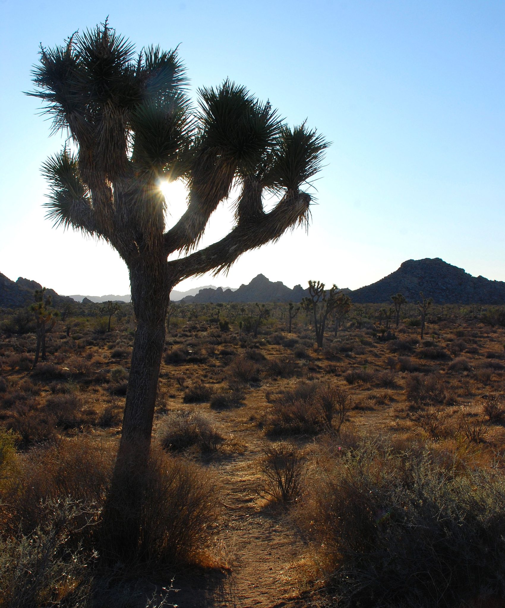 Joshua Tree National Park the crowded desert Road Trips with Tom