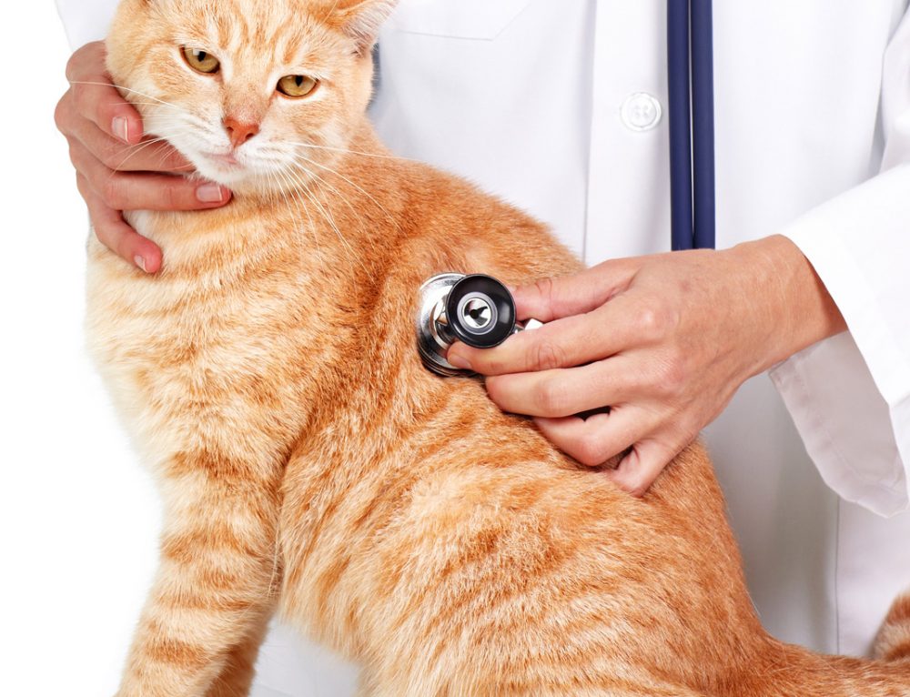 Benefits of At Home Veterinary Care At Home Veterinary Care