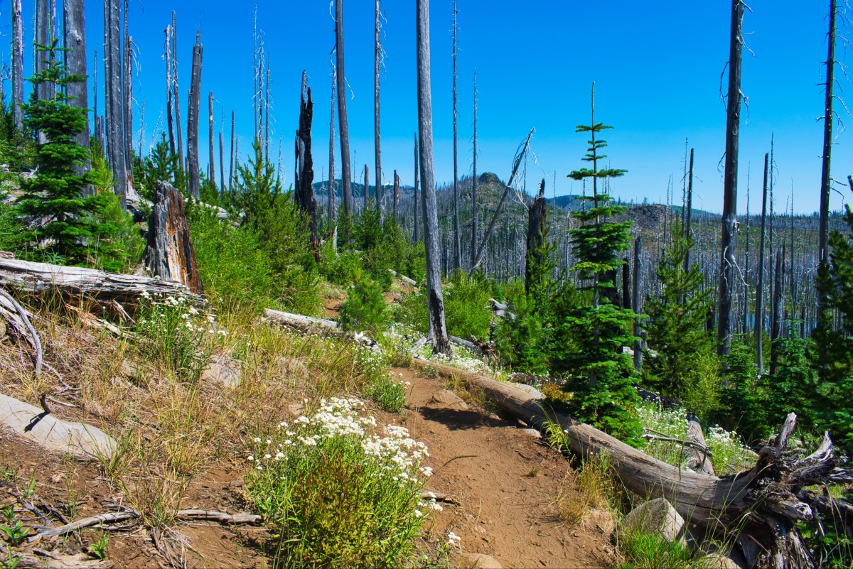 Wasco and Minto Lakes Loop Hike Image