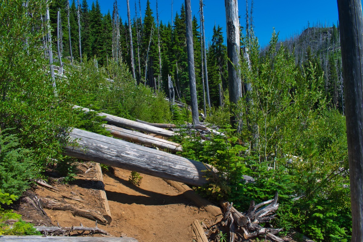 Wasco and Minto Lakes Loop Hike Image