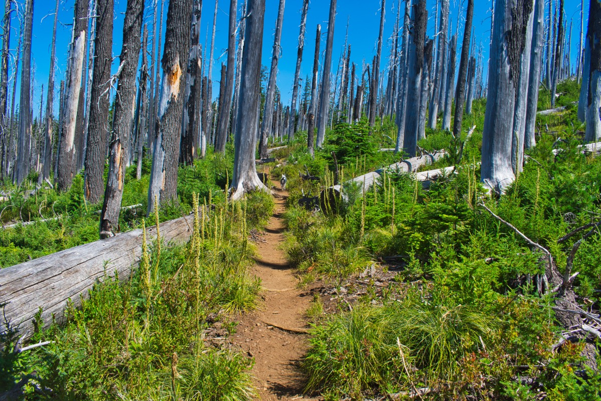 Wasco and Minto Lakes Loop Hike Image