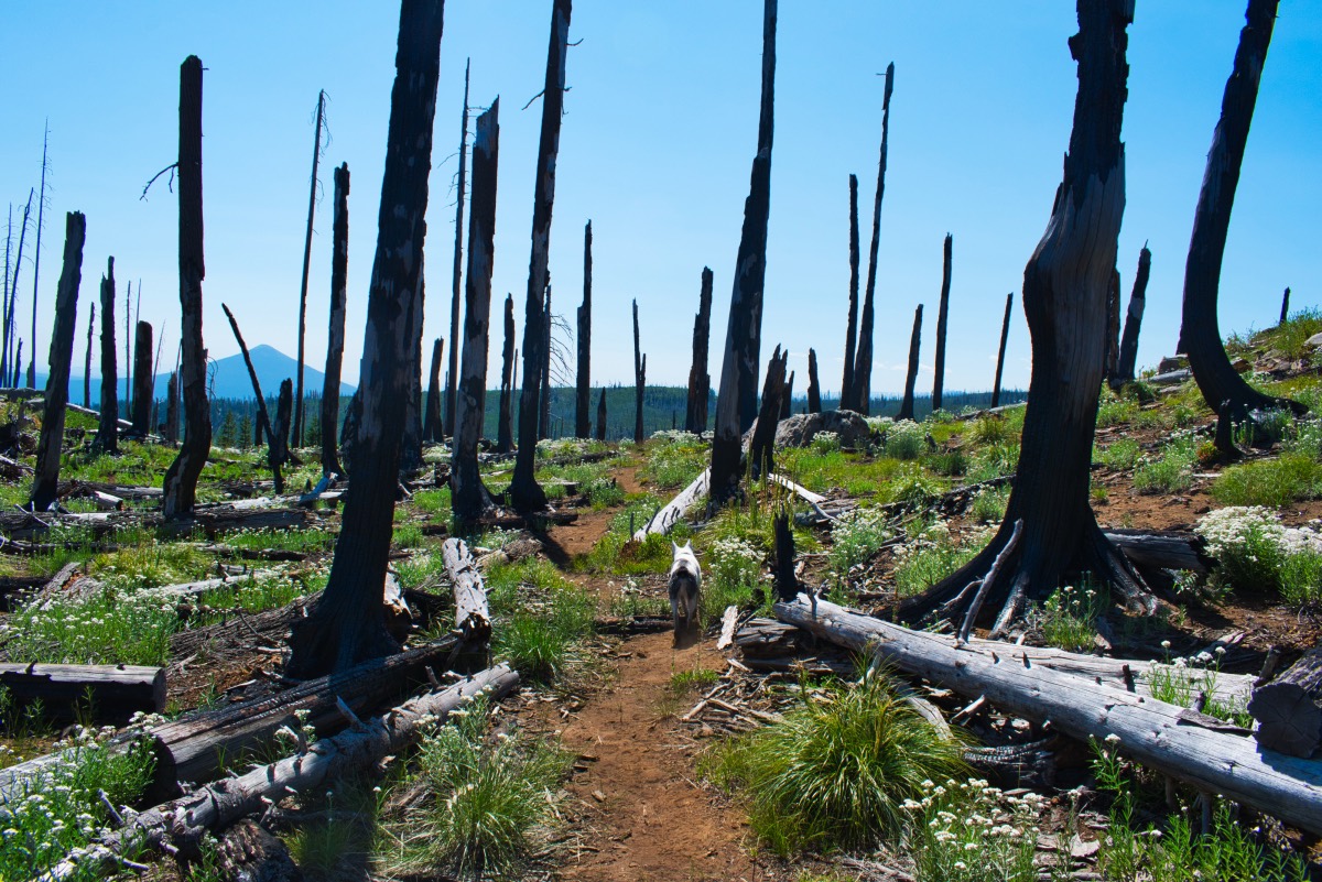 Wasco and Minto Lakes Loop Hike Image