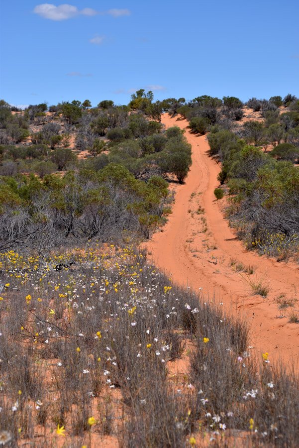 Googs Track South Australia 363 dunes to cross Roaming The Outback
