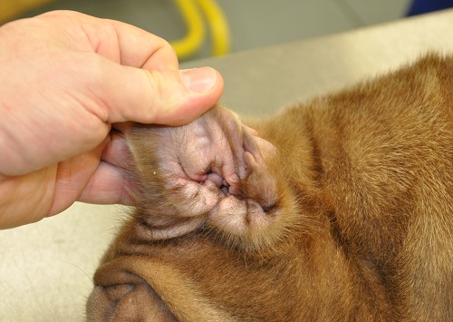 Soft Tissue Surgery roar surgical