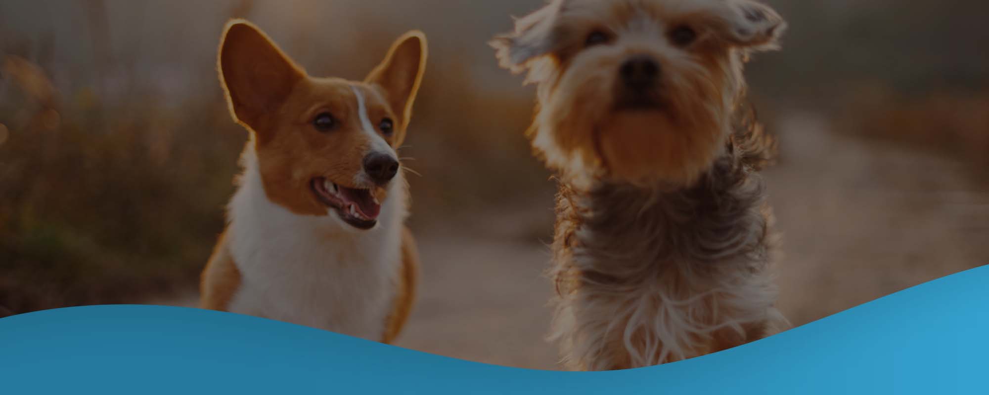 Safety Rob Cary Pet Resort