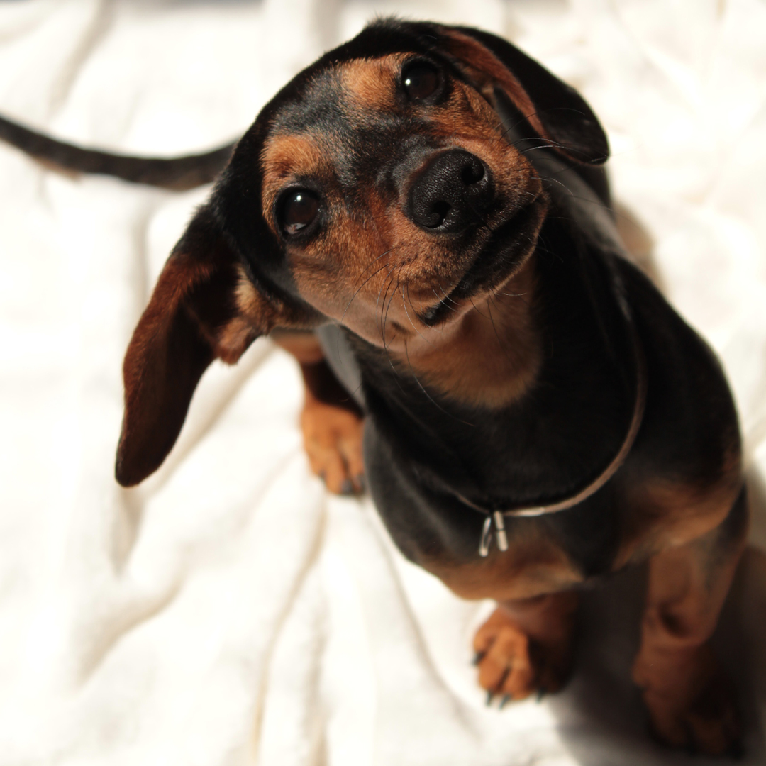 Four Tips to Improve Your Dog's Boarding Experience Rob Cary Pet Resort