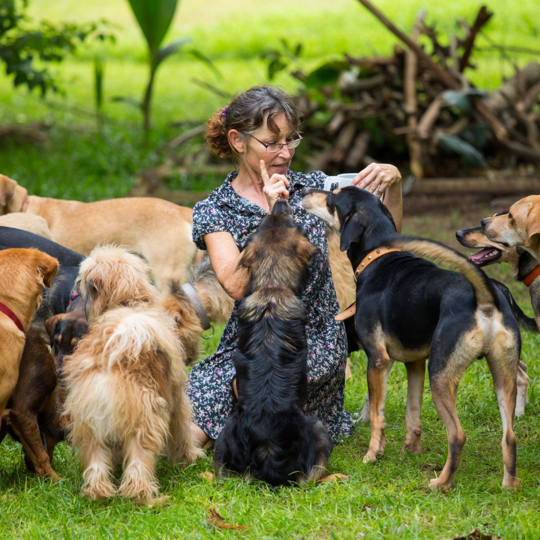 What To Look For In A Pet Resort Rob Cary Pet Resort