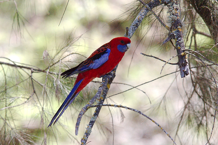 Abercrombie River National Park