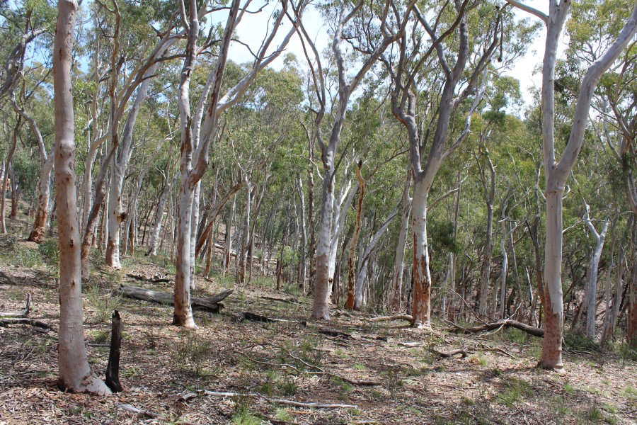 Abercrombie River National Park