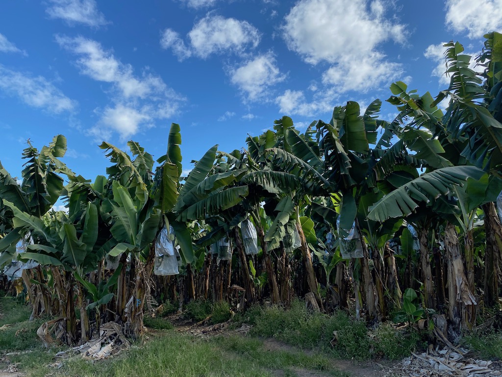 The banana (and sugar and pineapple) state a look at some major food