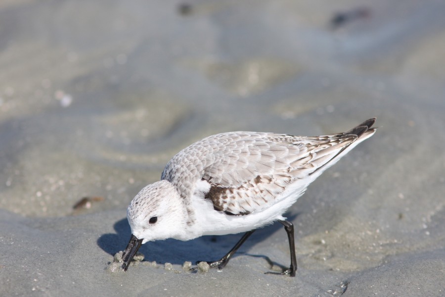 Bird Photography of Myrtle Beach South Carolina