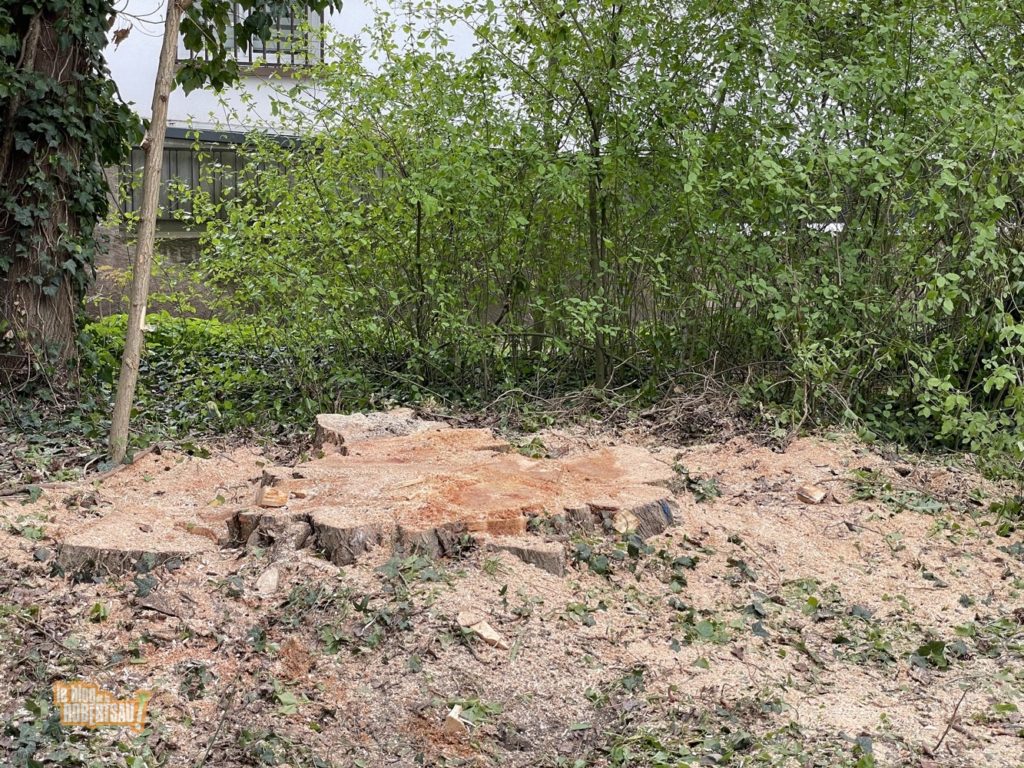 [Vidéo] l'arbre va tomber au parc de l'Anguille Robertsau.eu