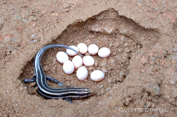 Skink Eggs Gallery