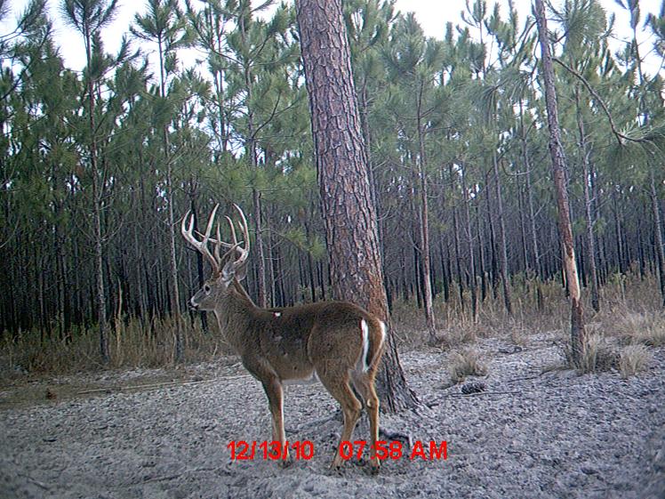 Florida Deer Hunting Roberts Ranch