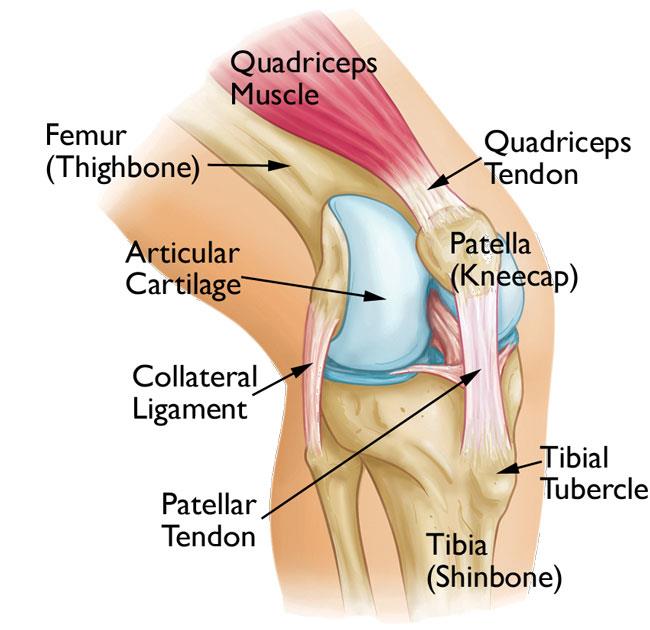 Knee Pain (Patellofemoral) Robina Physiotherapy Clinic Gold Coast QLD