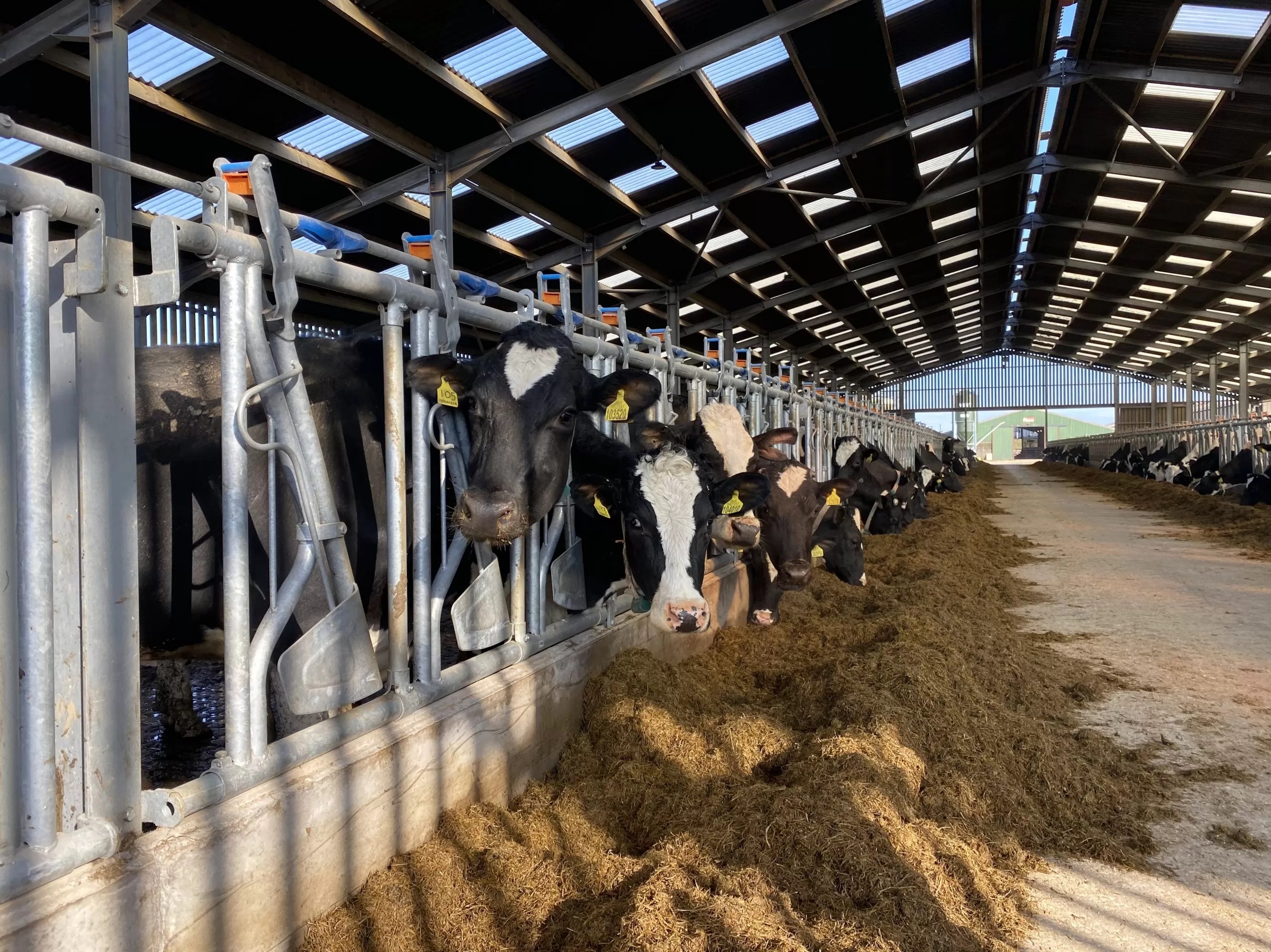 Dairy Housing Robinsons Agricultural