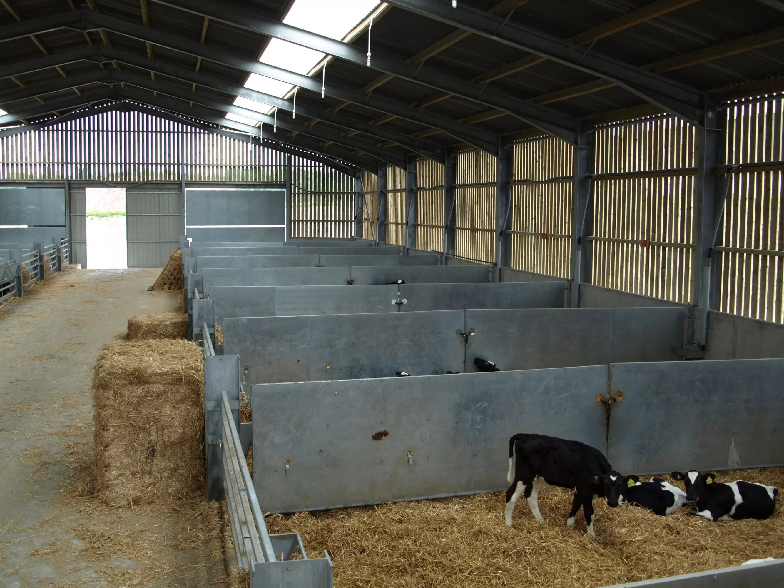 Calf Housing Robinsons Agricultural Agricultural Shed Builders