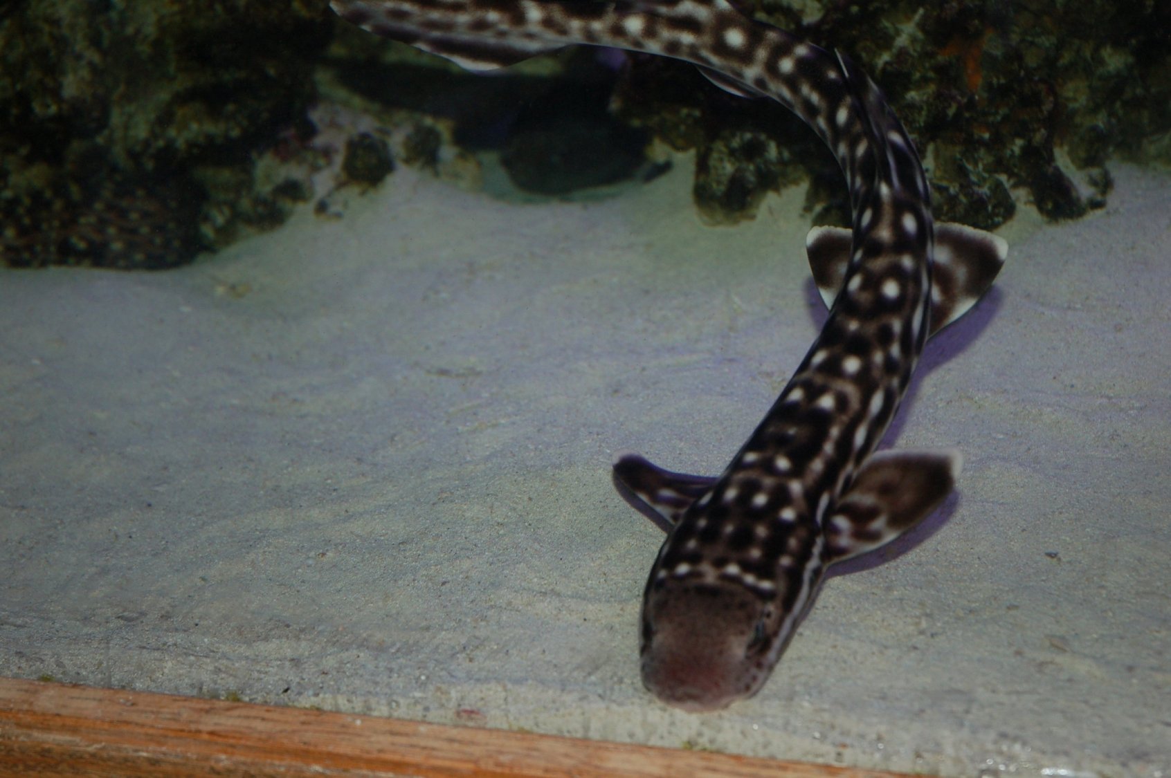 Marbled Bamboo Cat Shark (chiloscyllium Plagiosum) Photos, 40 OFF