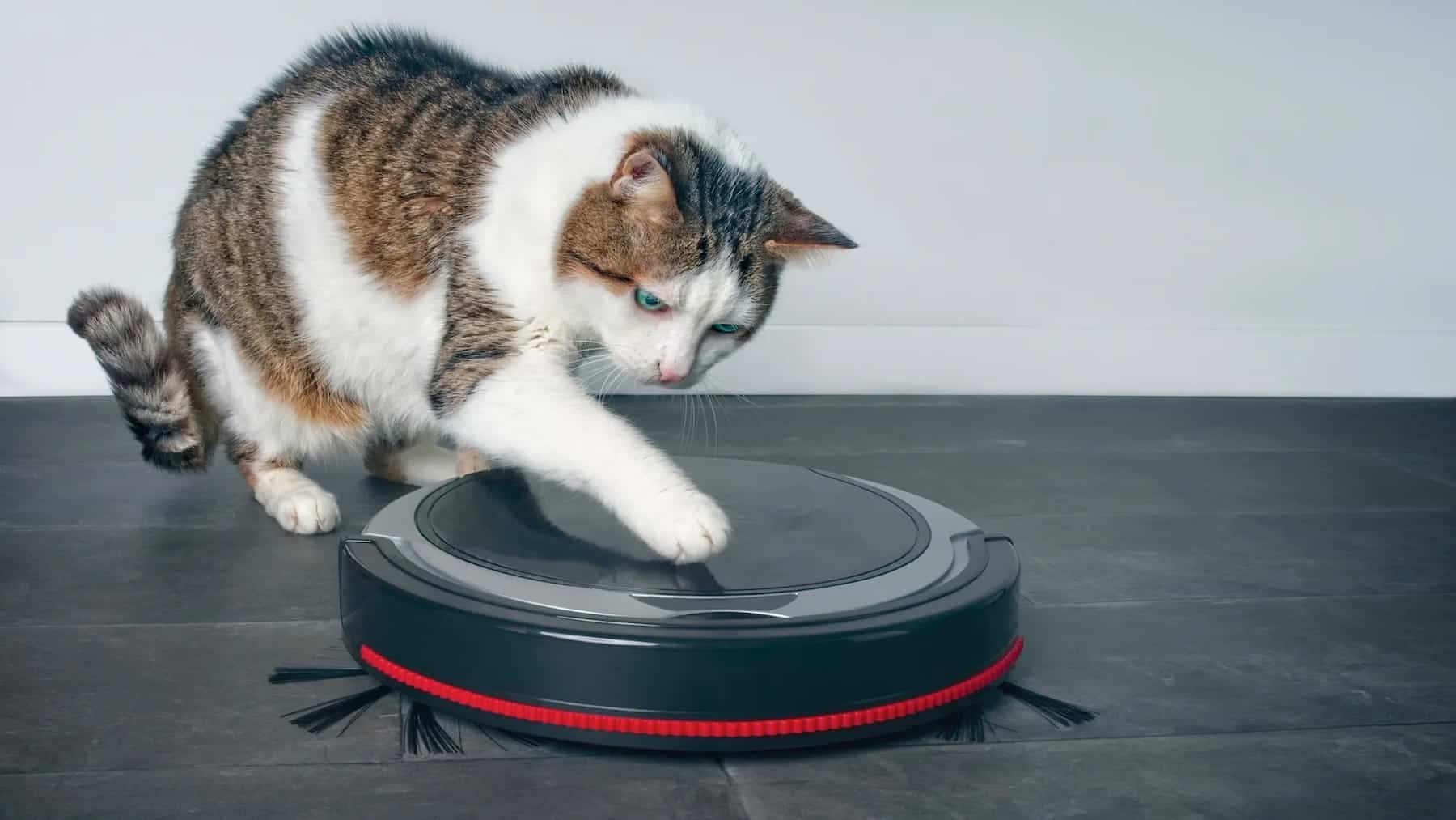 Are Robot Vacuums Safe for Cats? Robot Pet Friends