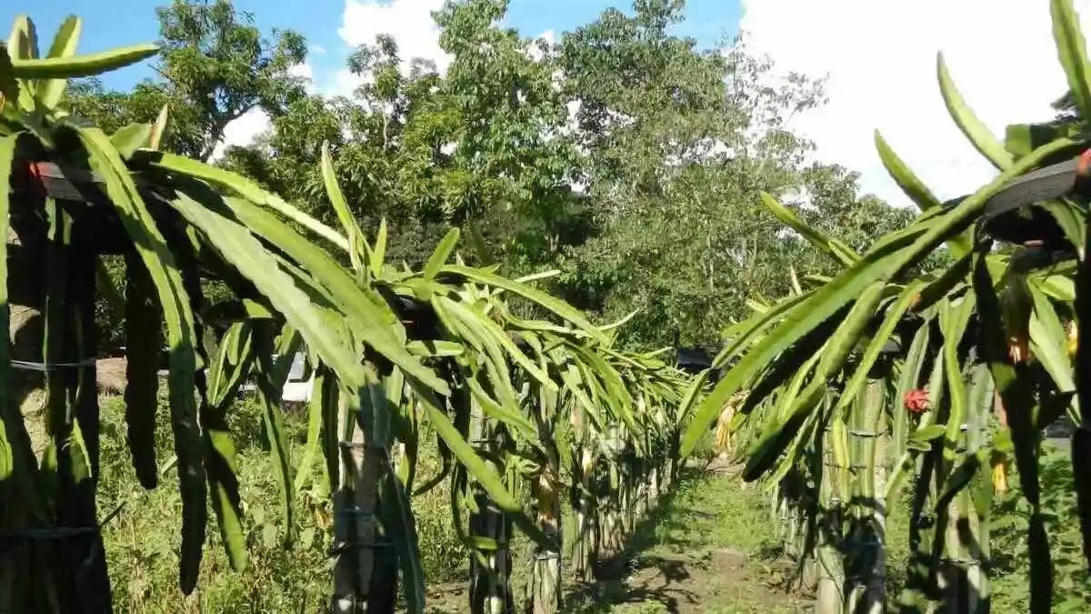 Dragon Fruit Growing Guide • Tropical Gardening