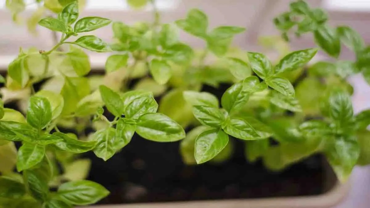 Grow Basil at Home Your Guide • Tropical Gardening